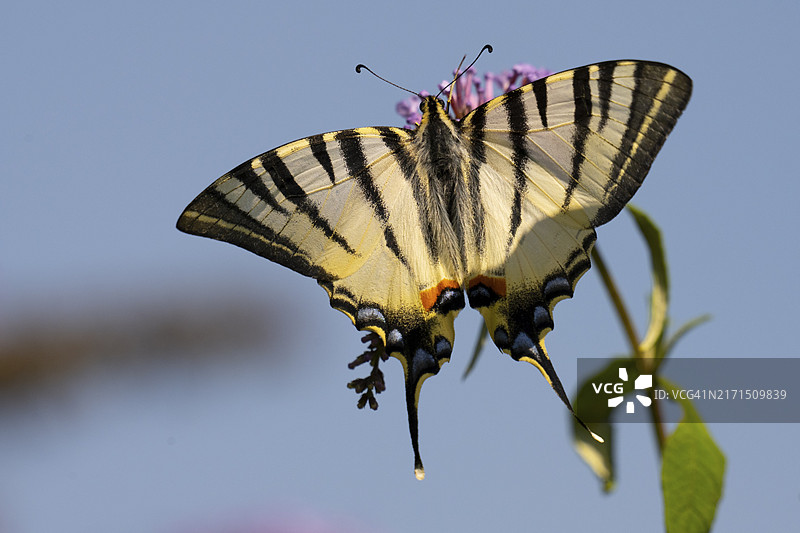 珍稀燕尾蝶，下奥地利州图片素材
