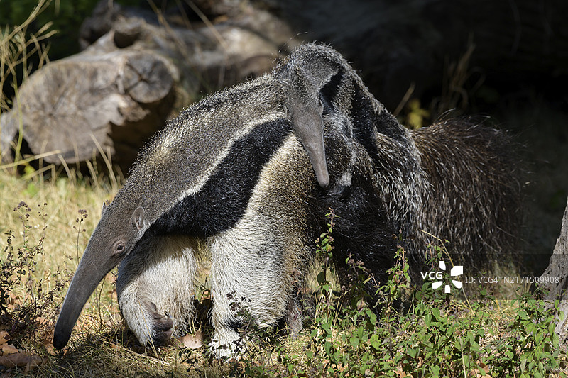 带幼崽的巨型食蚁兽，德国，欧洲图片素材
