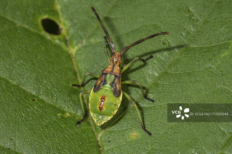 杜松球蚜五龄幼虫在绿叶上（德国巴登-符腾堡）图片素材