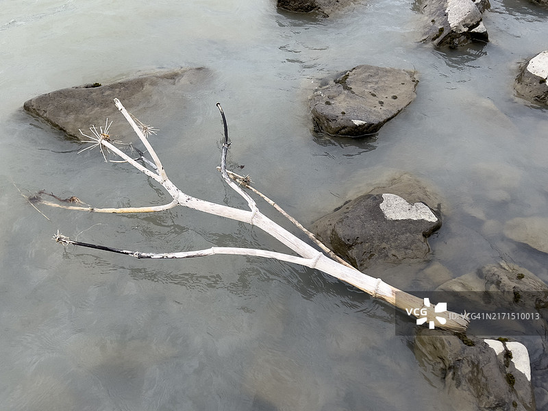 水中干燥的当归图片素材