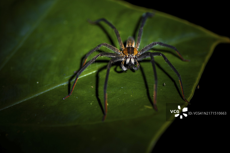阿拉uela省的格塔齐栉足蛛（雄性）图片素材