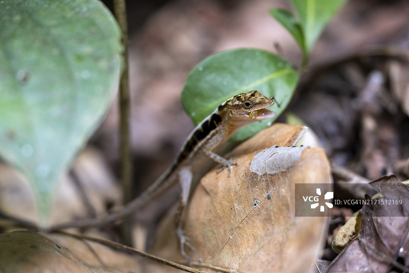 变色蜥蜴在树叶上觅食，卡拉拉国家公园，哥斯达黎加图片素材