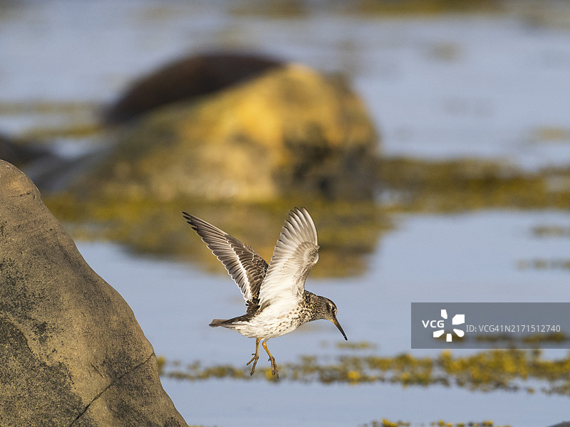 在挪威瓦朗厄尔峡湾北冰洋海岸线退潮时，从巨石顶部向下飞行的紫鹬图片素材