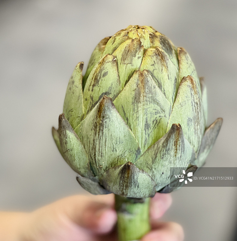 特写朝鲜蓟图片素材