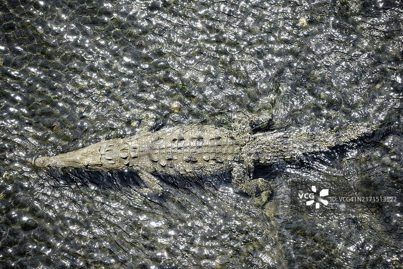 从上方俯视，在哥斯达黎加蓬塔雷纳斯省卡拉拉国家公园塔科莱斯河中游泳的美洲鳄图片素材