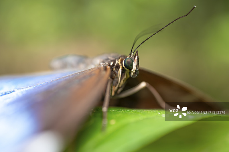 海伦娜闪蝶停留在树叶上的特写，哥斯达黎加阿拉胡埃拉省，中美洲图片素材