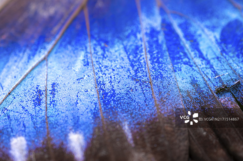 海伦娜闪蝶翅膀细节，哥斯达黎加阿拉胡埃拉省图片素材