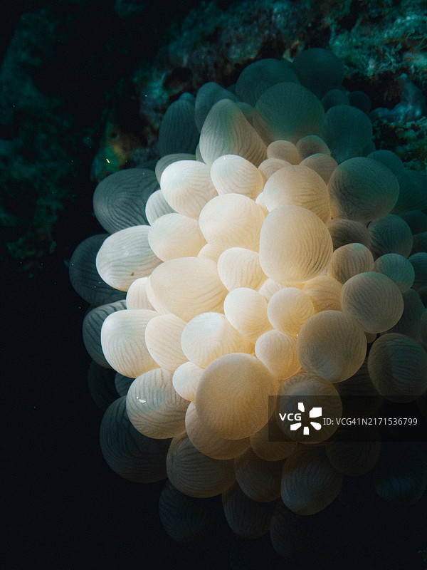 海洋中的鱼卵（水下视角）图片素材