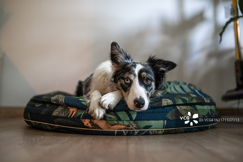 纯种柯利犬在家放松的特写肖像图片素材