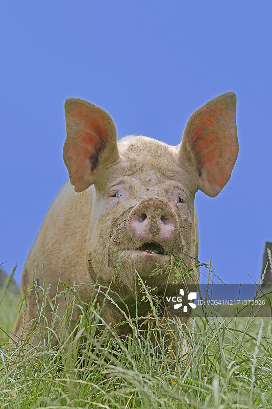 家猪（Sus scrofa domesticus）肖像图片素材