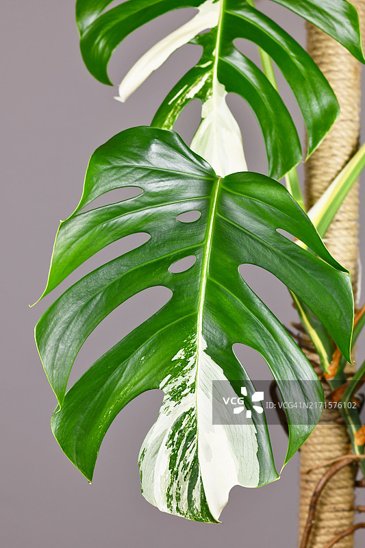 带白色斑点的热带蔓 Monstera Deliciosa观赏植物叶图片素材
