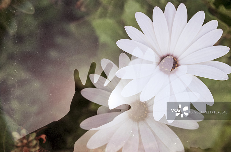 采摘雏菊图片素材