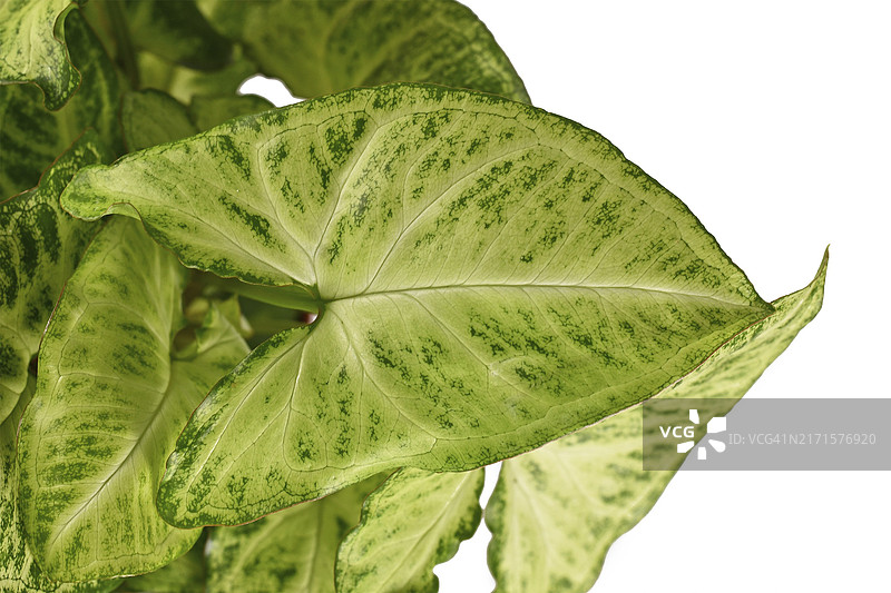 热带合果芋盆栽叶子图片素材