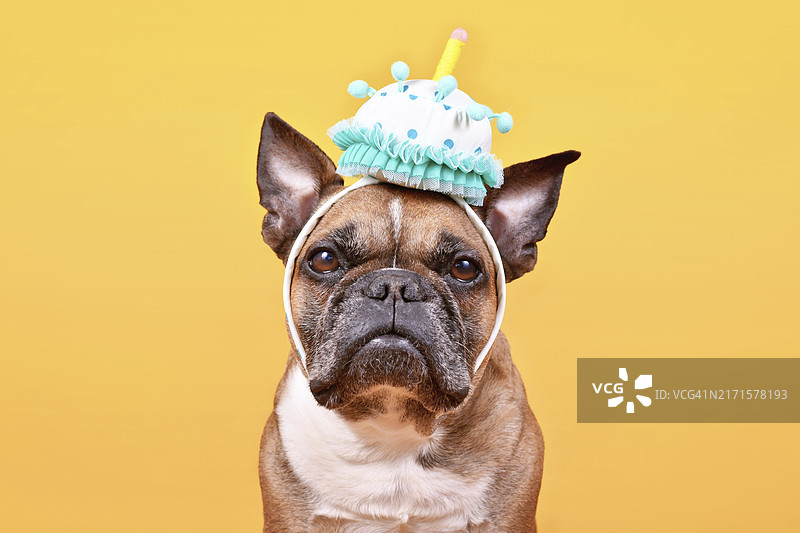 黄色背景上戴着生日蛋糕派对帽的浅黄褐色法国斗牛犬图片素材