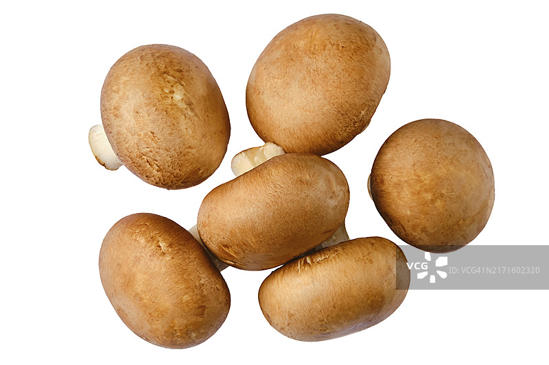 白色背景上的棕色蘑菇俯视图图片素材