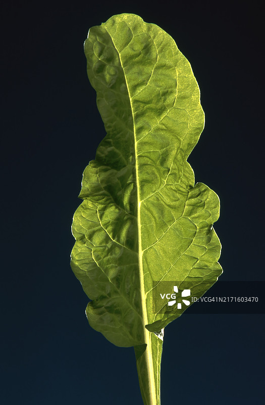 单片蔬菜叶子，一种多产且美味的叶茎蔬菜，作为芜菁茎或茎泥，是莱茵美食的传统特色图片素材
