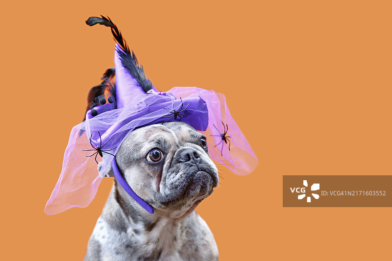 戴万圣节巫婆帽的法国斗牛犬图片素材
