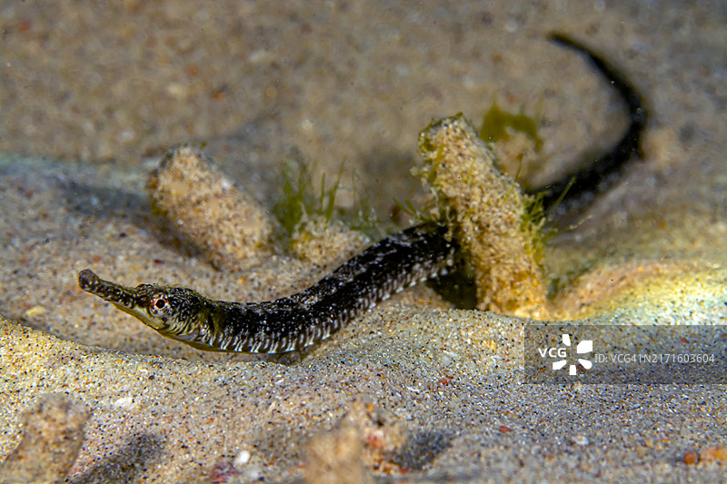 钻石海龙图片素材