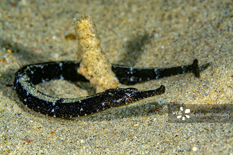 钻石海龙图片素材