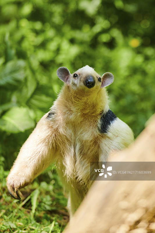 在草地上的南方小食蚁兽（Tamandua tetradactyla），分布在南美洲图片素材