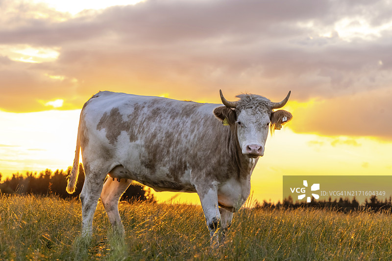巴伐利亚州下阿尔高埃尔利斯暮光中的奶牛图片素材