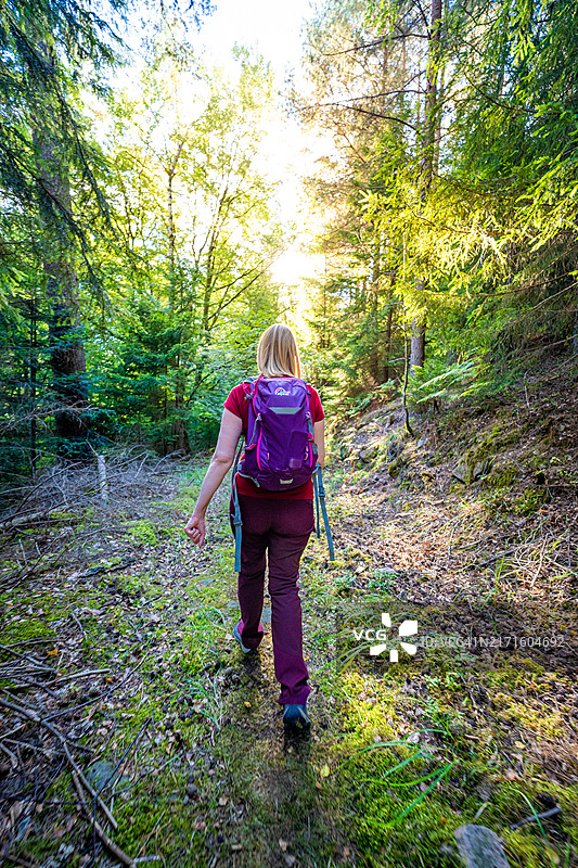 在德国黑森林巴特维尔德巴德森林中徒步的徒步者图片素材