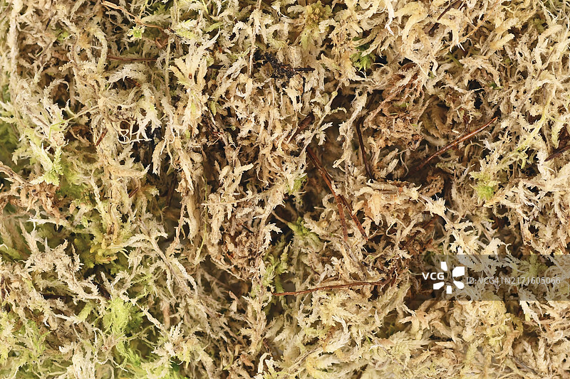 泥炭藓：植物繁殖、兰花土、生态瓶用图片素材