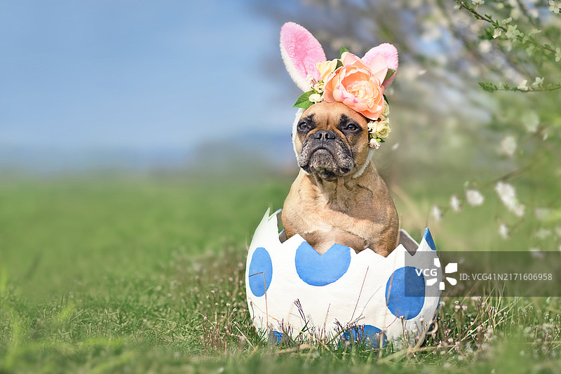戴着复活节兔子耳朵坐在大圆点彩蛋里的法国斗牛犬图片素材