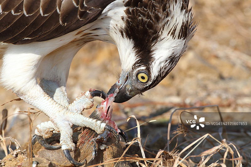 鱼鹰的觅食时间图片素材