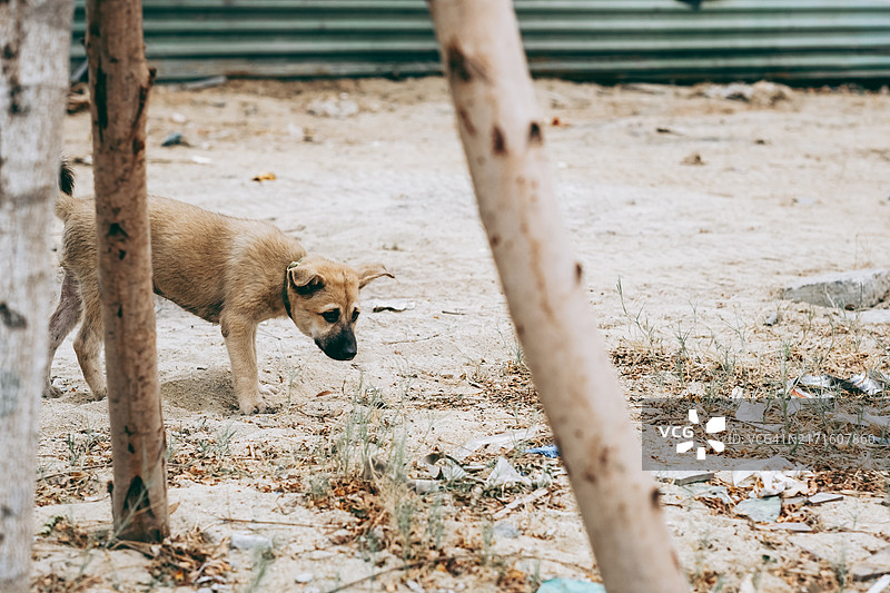 在城市环境中谨慎探索的幼年流浪小狗图片素材