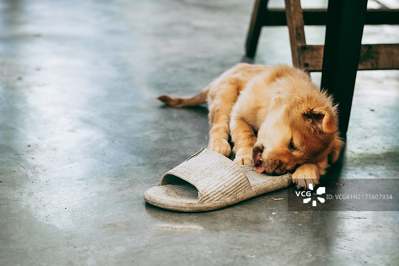 小狗在地板上玩耍啃拖鞋图片素材