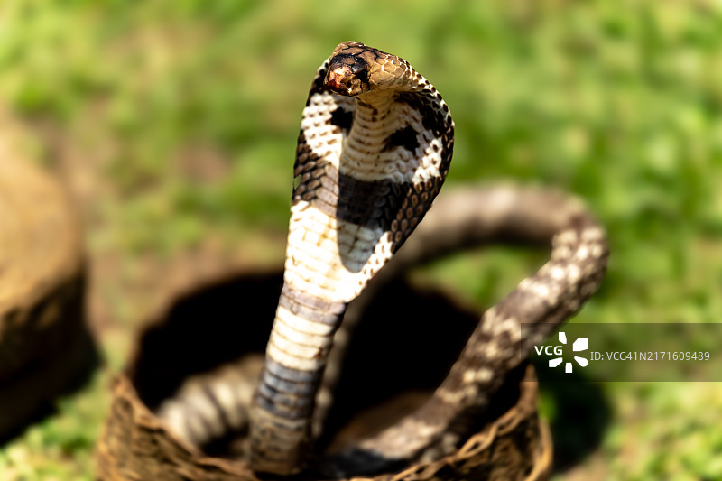 看着镜头的眼镜蛇图片素材