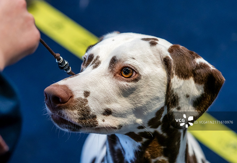 带有棕色斑点的美丽白色斑点狗图片素材
