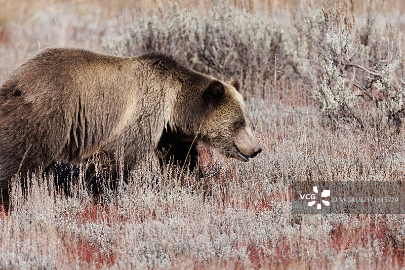 秋季鼠尾草地里觅食的金色母灰熊图片素材