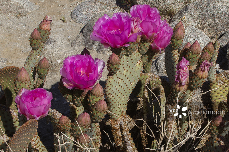 海狸尾仙人掌的花朵和花苞图片素材