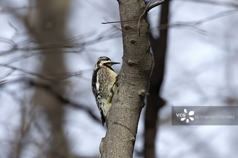 黄腹吸汁啄木鸟图片素材