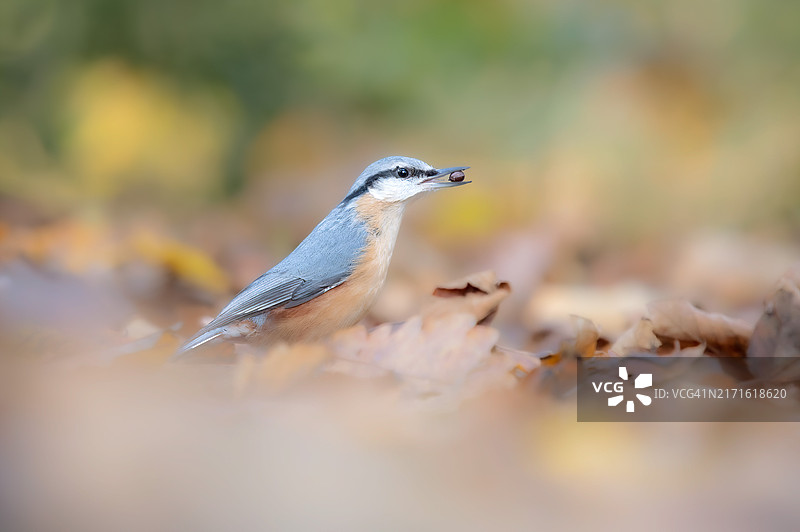 戴着浆果的欧亚山雀图片素材