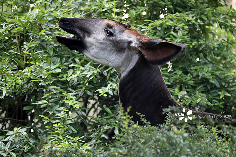 成年㺢㹢狓觅食肖像图片素材