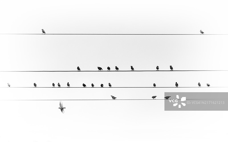 鸟群停留在电线上的黑白图像图片素材