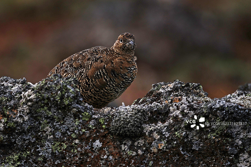 柳雷鸟松鸡图片素材