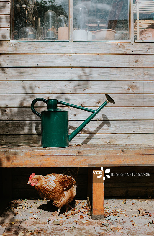 阳光明媚，鸡在后院绿色喷壶旁的木棚边觅食图片素材
