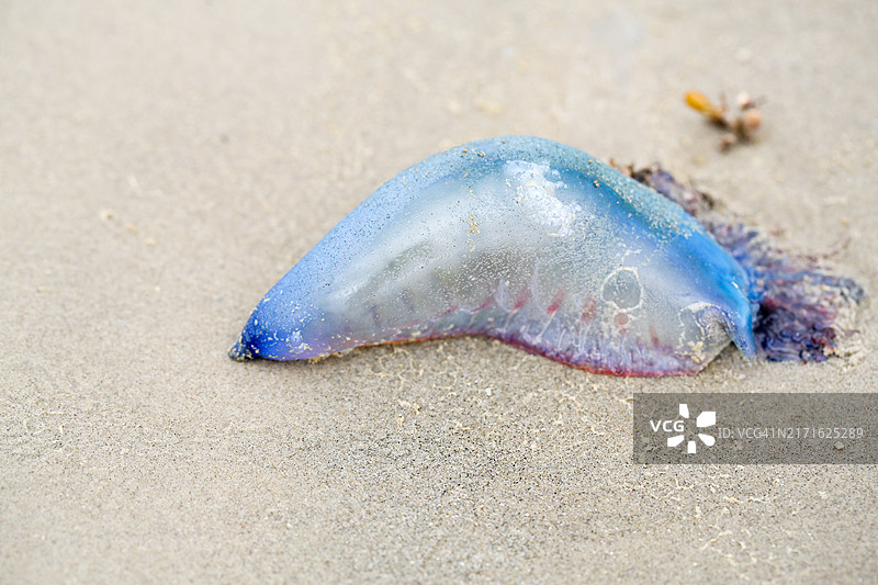 加尔维斯顿海滩上的葡萄牙战舰图片素材