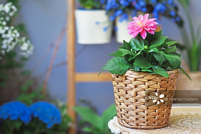 阳台上的盆栽粉色大丽花植物图片素材