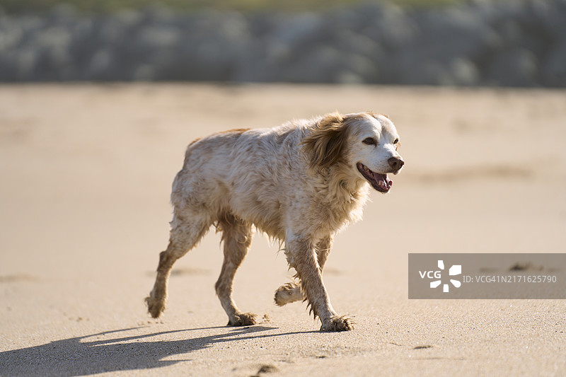 一只在沙滩上行走的狗的肖像，没有人在看，正面视角图片素材
