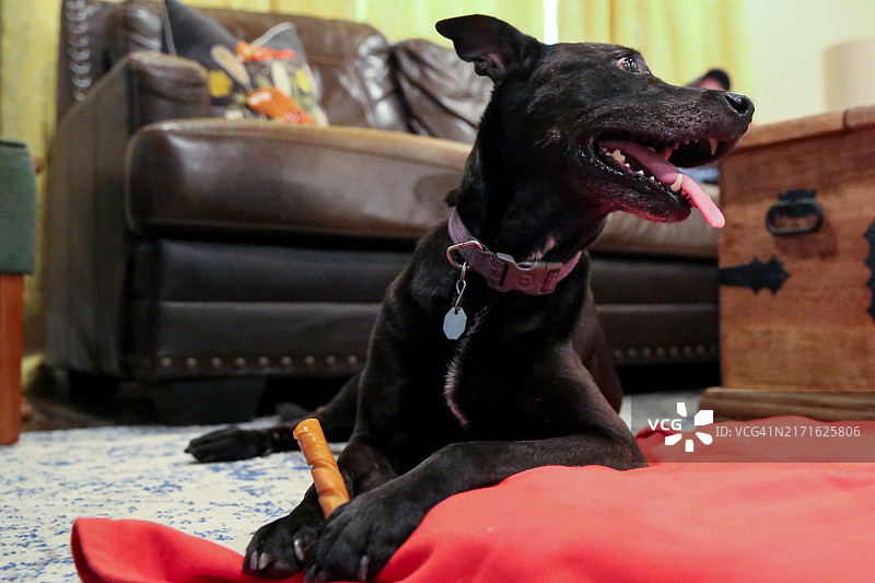 黑狗在客厅里享受生皮咀嚼图片素材