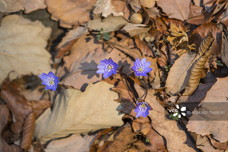 蓝色小鹿耳朵图片素材