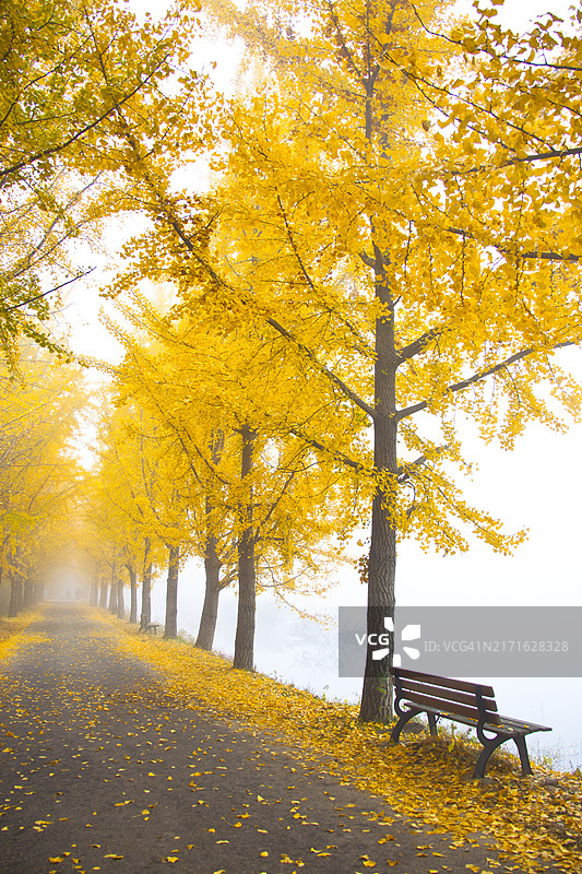 槐净寺银杏树路的秋天，槐山图片素材