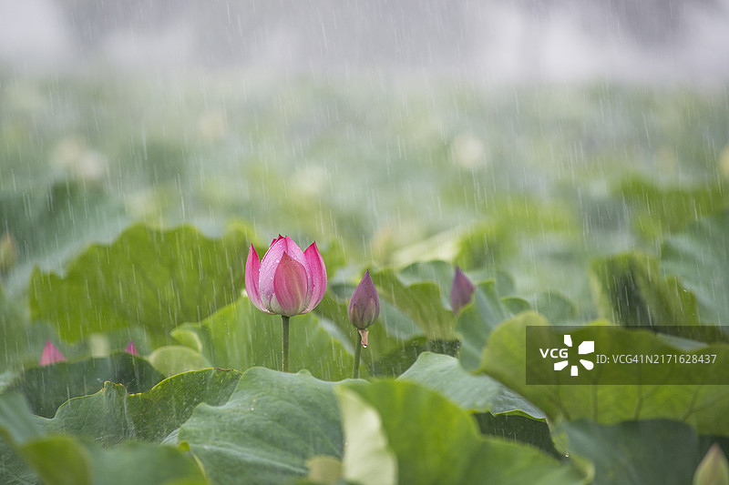 雨中莲花图片素材