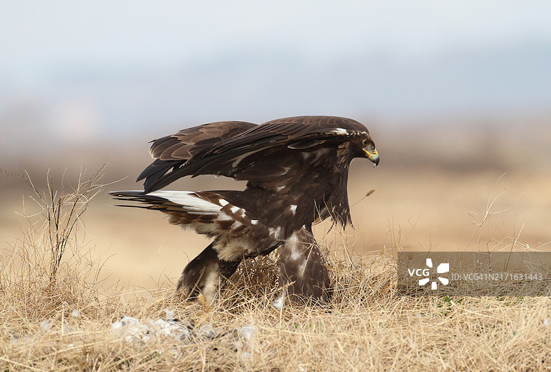 黑鹰的雄姿图片素材