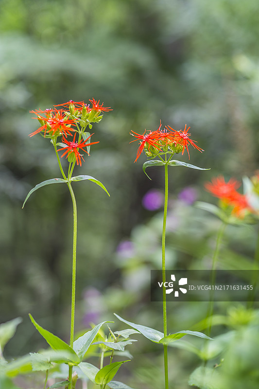 紫色的花图片素材